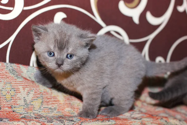 Ένα Μικρό Γκρι Γατάκι Στον Καναπέ Γκρίζα Γάτα — Φωτογραφία Αρχείου