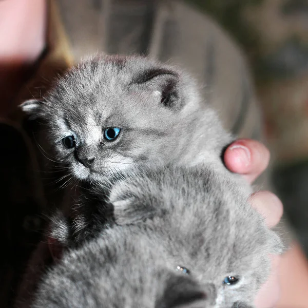 彼らの腕の中に青い目の3つの灰色の子猫 灰色の猫 — ストック写真