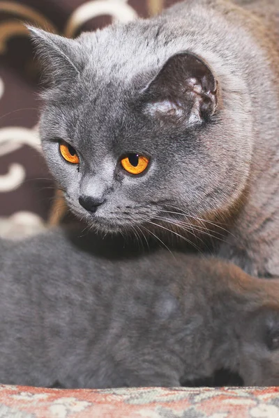 Кіт Кошеня Дивані Катус Феліса Кіт — стокове фото