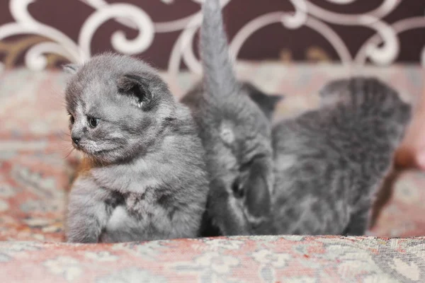 Tre Små Kattungar Soffan Felis Catus Katt — Stockfoto