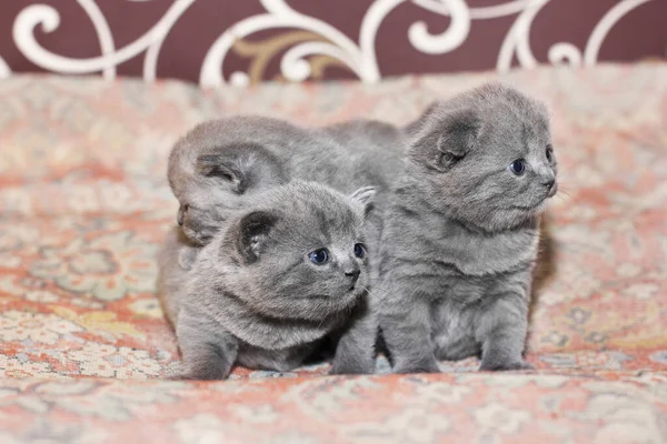 Drei Kleine Kätzchen Auf Der Couch Felis Catus Katze — Stockfoto