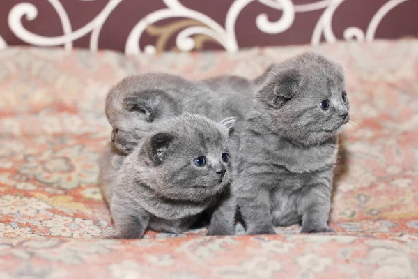 Three Little Kittens Couch Felis Catus Cat — Stock Photo, Image