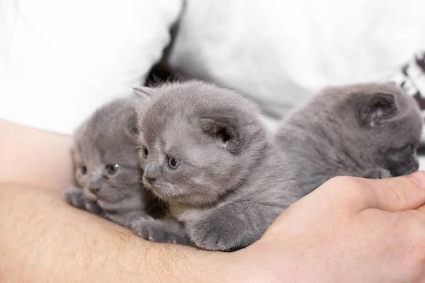 Три Маленькі Кошенята Руках Катус Феліса Кіт Блакитні Очі — стокове фото