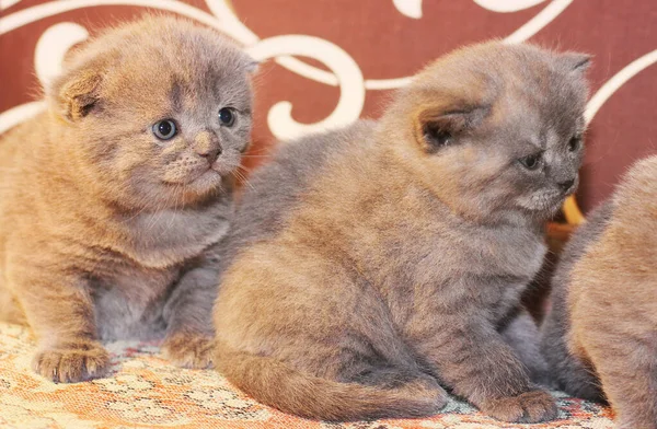 Três Gatinhos Sofá Felis Catus Gato — Fotografia de Stock