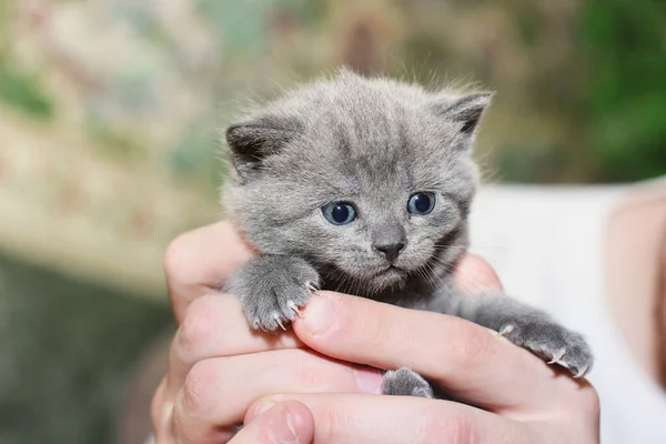 Felis Catus Vagyok Kiscica Kézben Macska — Stock Fotó