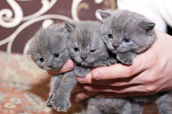 Trois Petits Chatons Dans Leurs Mains Felis Catus Chat Yeux — Photo