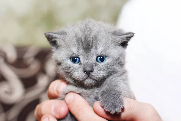 Gatinho Nas Mãos Felis Catus Gato Olhos Azuis — Fotografia de Stock