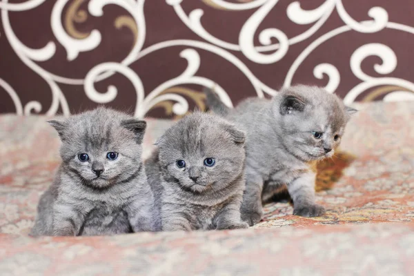 Trois Petits Chatons Sur Canapé Felis Catus Chat — Photo