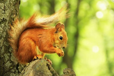 Sciurus. Kemirgen. Sincap bir ağaca oturur ve yemek yer. Parktaki güzel kırmızı sincap.