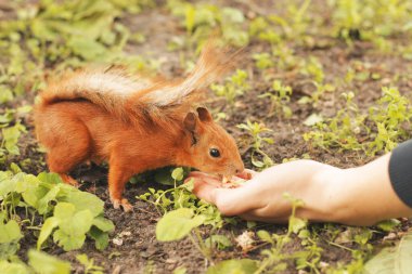 Sciurus. Kemirgen. Sincap elden fındık yer. Parktaki güzel kırmızı sincap