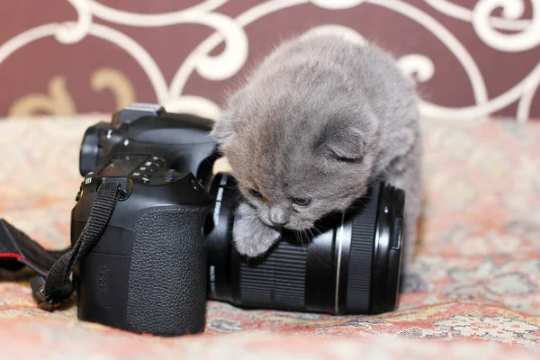 Little gray cat and a camera. Felis catus. Cat close up