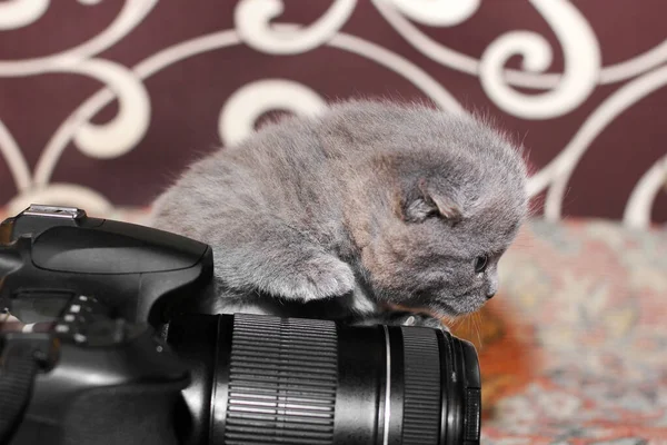 Little gray cat and a camera. Felis catus. Cat close up