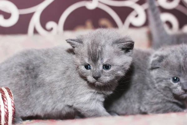 Graue Kätzchen Auf Der Couch Felis Catus Katze Aus Nächster — Stockfoto