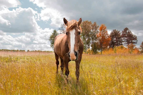 一匹漂亮的马正在看着摄像机 田野里的马 背靠着树木和苍翠的天空 — 图库照片