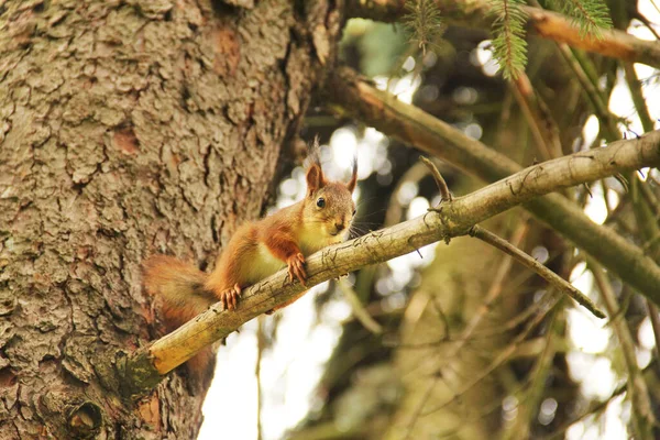 Sciurus Roedor Esquilo Senta Alto Uma Árvore Belo Esquilo Vermelho — Fotografia de Stock