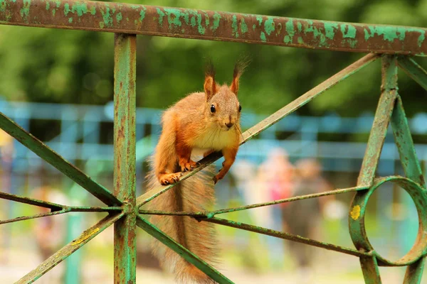 Sciurus Roedor Esquilo Senta Numa Cerca Metal Esquilo Vermelho Bonito — Fotografia de Stock