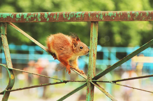 Sciurus Rodent Squirrel Sits Metal Fence Beautiful Red Squirrel Park — Stock Photo, Image