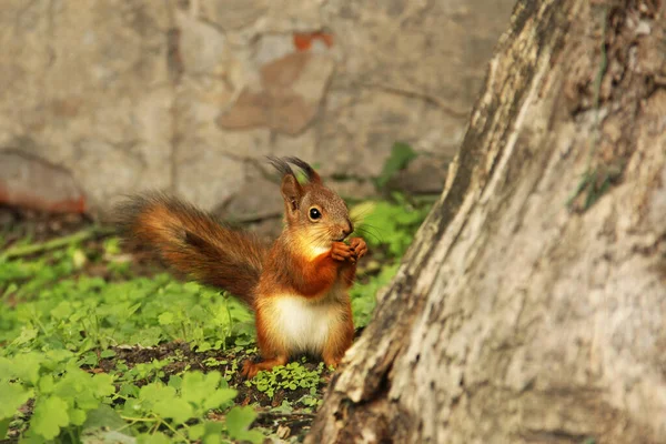 Hermosa Ardilla Roja Parque Sciurus Roedor Ardilla Hierba Come — Foto de Stock