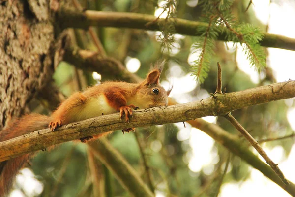 Sciurus Грызун Белка Сидит Высоко Дереве Красивая Красная Белка Парке — стоковое фото