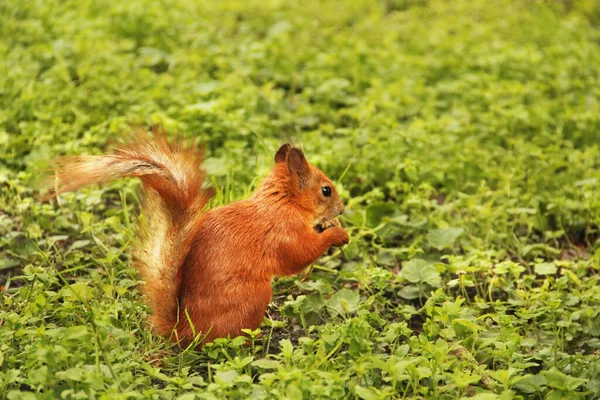 Schöne Rote Eichhörnchen Park Nagetier Eichhörnchen Auf Dem Gras Frisst — Stockfoto