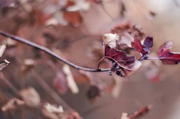 Herfst in roze — Stockfoto