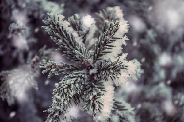 Snöiga julgran — Stockfoto