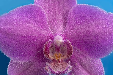 bir güzel mor orkide 