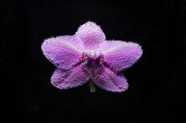 bir güzel mor orkide 