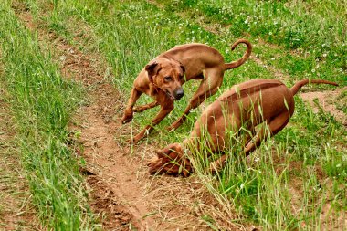 Safkan Afrikalı Rodezyalı Sırt Sırtı olağanüstü bir köpek türüdür..
