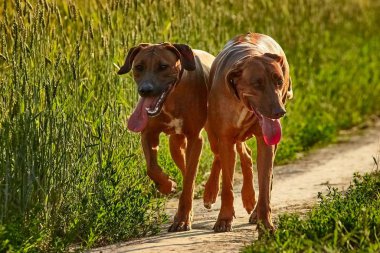 Safkan Afrikalı Rodezyalı Sırt Sırtı olağanüstü bir köpek türüdür..
