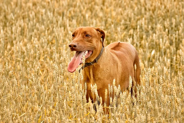 Il purosangue africano Rhodesian Ridgeback è una notevole razza sportiva di cane. — Foto Stock