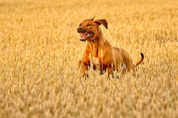 Le Ridgeback rhodésien africain de race pure est une race sportive remarquable de chien. — Photo