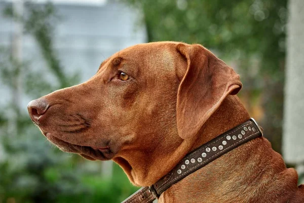 Meisje volbloed Afrikaanse Rhodesian Ridgeback close-up — Stockfoto