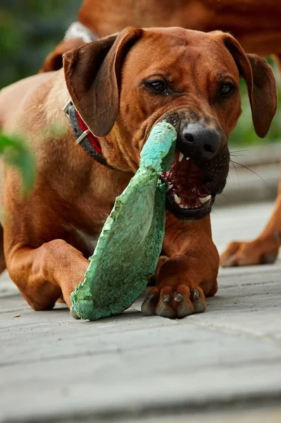 Girl thoroughbred African Rhodesian Ridgeback close up — 스톡 사진