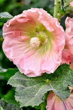 Close-up of a garden flower rose and raindrops