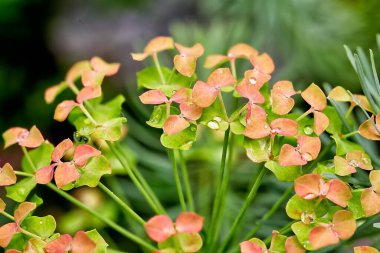 Close-up of a garden flower hydrangea and raindrops