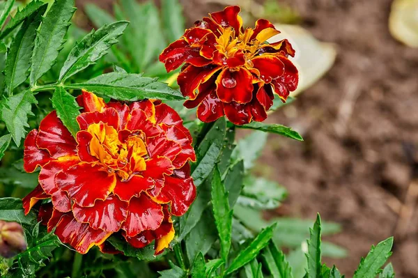 Nahaufnahme eines Gartens mit Ringelblume und Regentropfen — Stockfoto