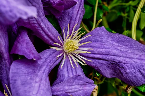 Close-up de uma flor de jardim clematis e gotas de chuva — Fotografia de Stock