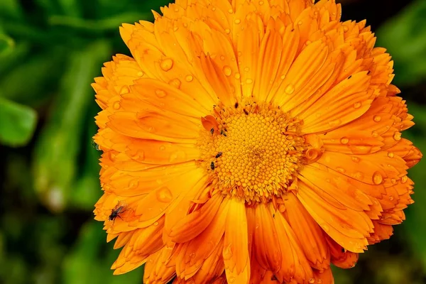 Close-up de uma flor de jardim gerbera e gotas de chuva — Fotografia de Stock