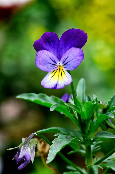 Close-up of a garden flower heartsease, violet and raindrops — Stok fotoğraf