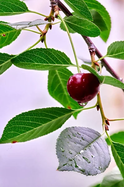 Primer plano de una flor de jardín y gotas de lluvia — Foto de Stock