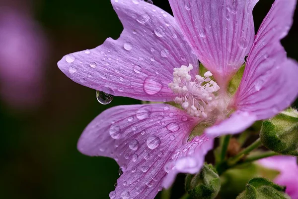 Primer plano de una flor de jardín lirio, lila, lila y gotas de lluvia —  Fotos de Stock