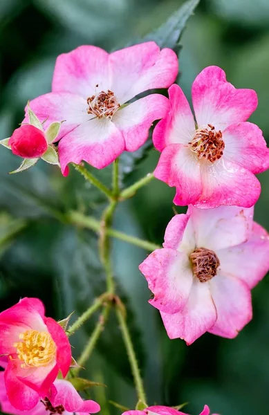 Close-up of a garden flower rose and raindrops — Stock Photo, Image