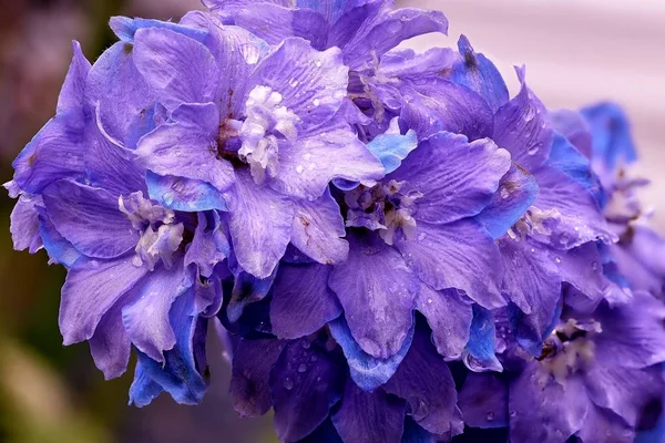 Close-up of a garden flower and raindrops — Stok fotoğraf