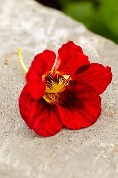 Close-up de um jardim flor nastúrcio e gotas de chuva — Fotografia de Stock