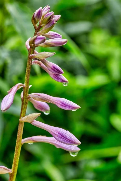 Gros plan sur une fleur de jardin khosta et des gouttes de pluie — Photo