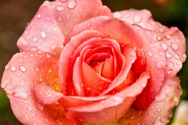 Primer plano de una flor de jardín rosa y gotas de lluvia — Foto de Stock