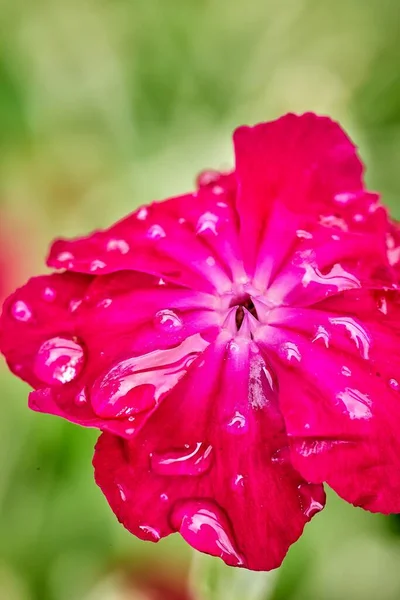 Primer plano de una flor de jardín y gotas de lluvia —  Fotos de Stock