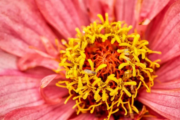 Close-up de uma flor de jardim e gotas de chuva — Fotografia de Stock