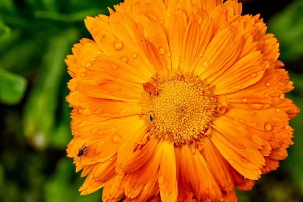 Close-up de uma flor de jardim e gotas de chuva — Fotografia de Stock